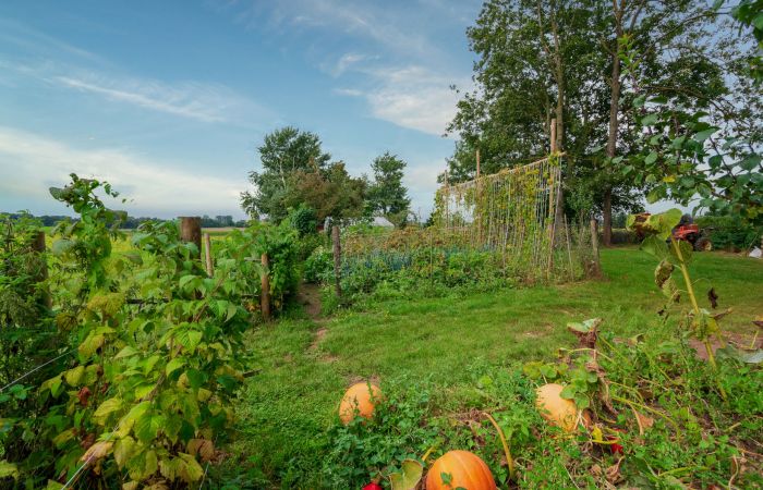 Notre potager